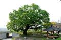세촌리 느티나무 썸네일 이미지