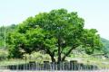 석탑리 느티나무 썸네일 이미지