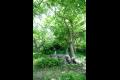 중리리 회화나무 썸네일 이미지