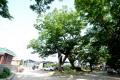 오로리 느티나무 썸네일 이미지