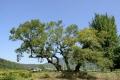 평림리 회화나무 썸네일 이미지