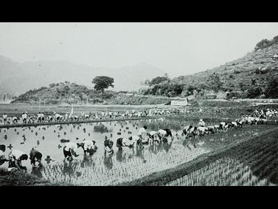 화심리 공동 모내기 썸네일 이미지